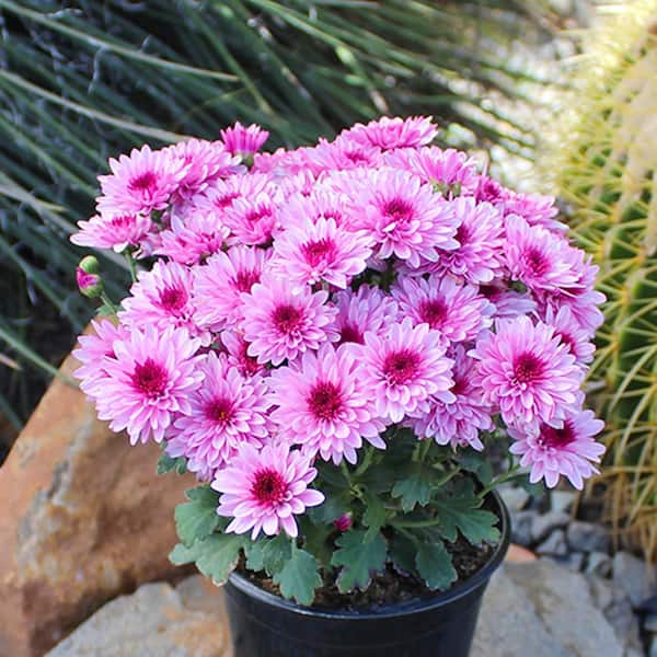 ALTMAN PLANTS 1 qt. Pink Mum Chrysanthemum (4-Pack) 0881140 - The