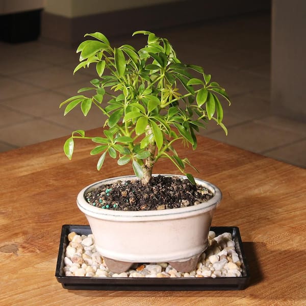 brussel's BONSAI Dwarf Hawaiian Umbrella Bonsai Tree Indoor Plant