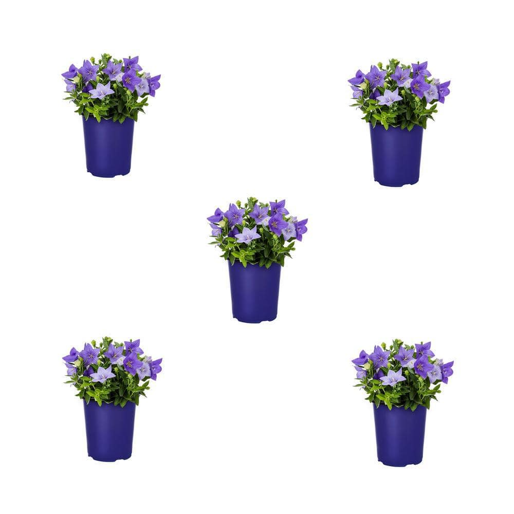 1.5-Pint Platycodon Balloon Flower Astra Blue Perennial Plant (5-Pack) price history on PriceWatchPro