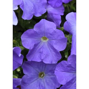 1 Qt. Lavender Sky Blue Easy Wave Petunia Annual Live Plant with Purple Flowers (4-Pack)