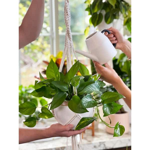 brazil philodendron plant Philodendron Brazil in a 4