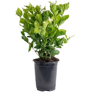 Outdoor Jasmine Belle of India Plant in 2.5 qt. Grower Pot, Avg. Shipping Height 1 ft. to 2 ft. Tall
