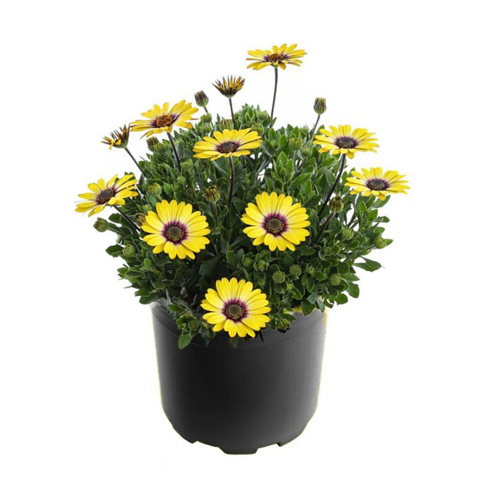 Plants by Post 2 Gal. Yellow African Daisies Plant 748179052566 The