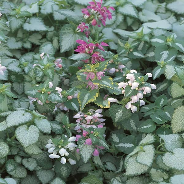 BELL NURSERY 1 Gal. Assorted Dead Nettles Plant