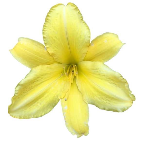 Daylily Nursery Happy Returns Daylilies Bareroot 10 Roots 1-2 Fans On Each Root