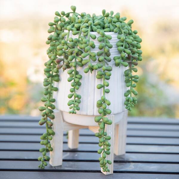 Faux Green Donkey Tail Succulent