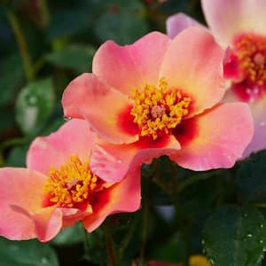 Proven Winners 2023 Rose Of The Year Rosa Ringo AllStar 4.5 in. x 5 in. Pot