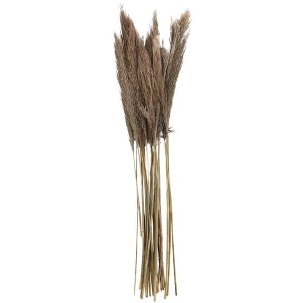 Litton Lane 35 in. Pampas Natural Foliage with Long Stems (1 Bundle)