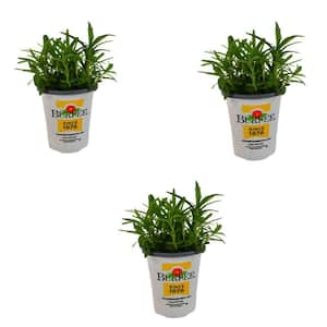 Pint Rosemary Plant-3-Pack