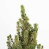 flowerwood-ornamental-trees-4713q-c3.2
