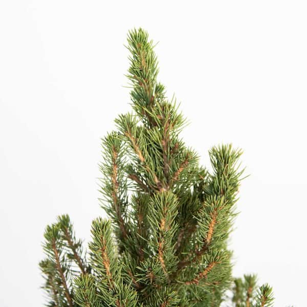 FLOWERWOOD - 2.5 Qt. Dwarf Alberta Spruce, Pyramidal Evergreen Shrub/Tree