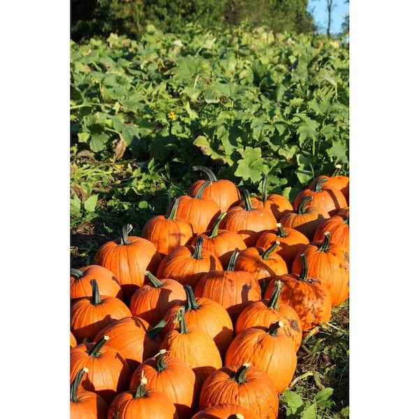 Unbranded Medium Pumpkin