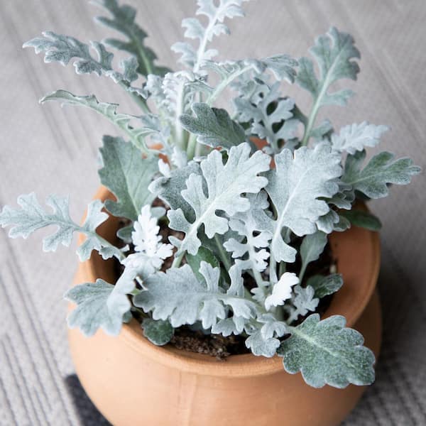 ALTMAN PLANTS - Dusty Miller Silvery-Grey Outdoor Foliage Garden Annual Plants in 4 in. Grower Pots (4-Pack )