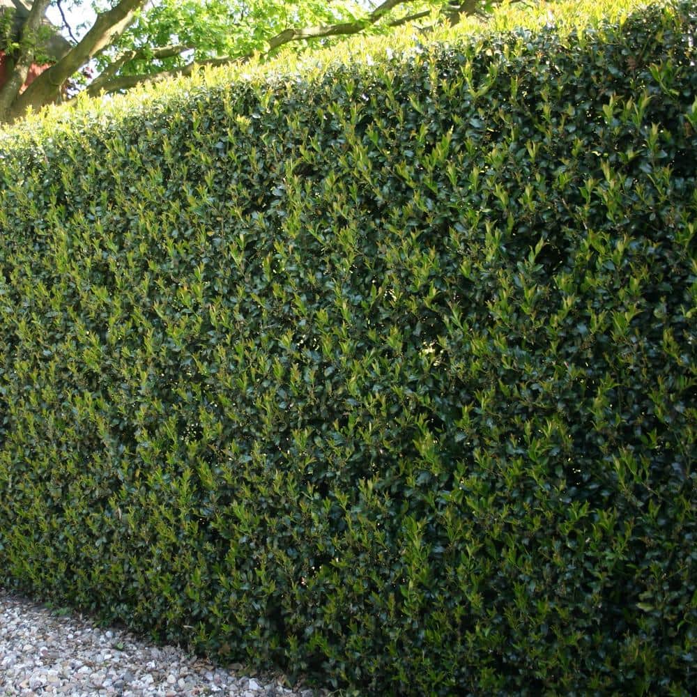 Dwarf Burford 2.25 Gallon Evergreen Holly Shrub