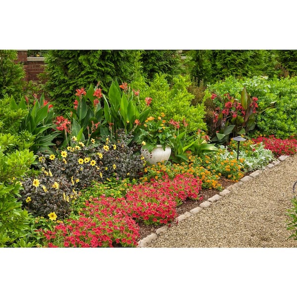4.25 in. Really Red Supertunia (Petunia) Live Annual Plant (4-Pack)