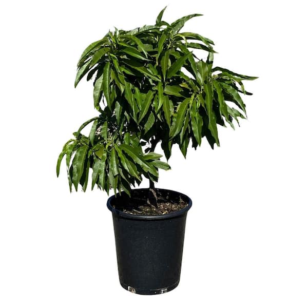 Alder & Oak #5 container Honey Babe Mini Deciduous Peach Tree