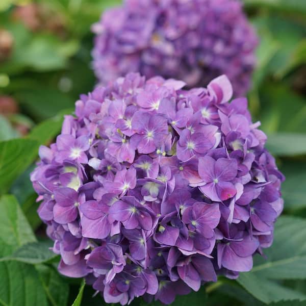 PROVEN WINNERS 2 Gal. Let's Dance Arriba Hydrangea Shrub with Blue
