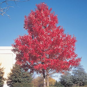 Green Foliage Scarlet Maple (Acer) Live Bareroot Shade Tree (1-Pack)