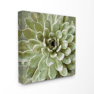 17 in. x 17 in. "Green Painted Botanical Succulent Bloom" by Artist Daphne Polselli Canvas Wall Art