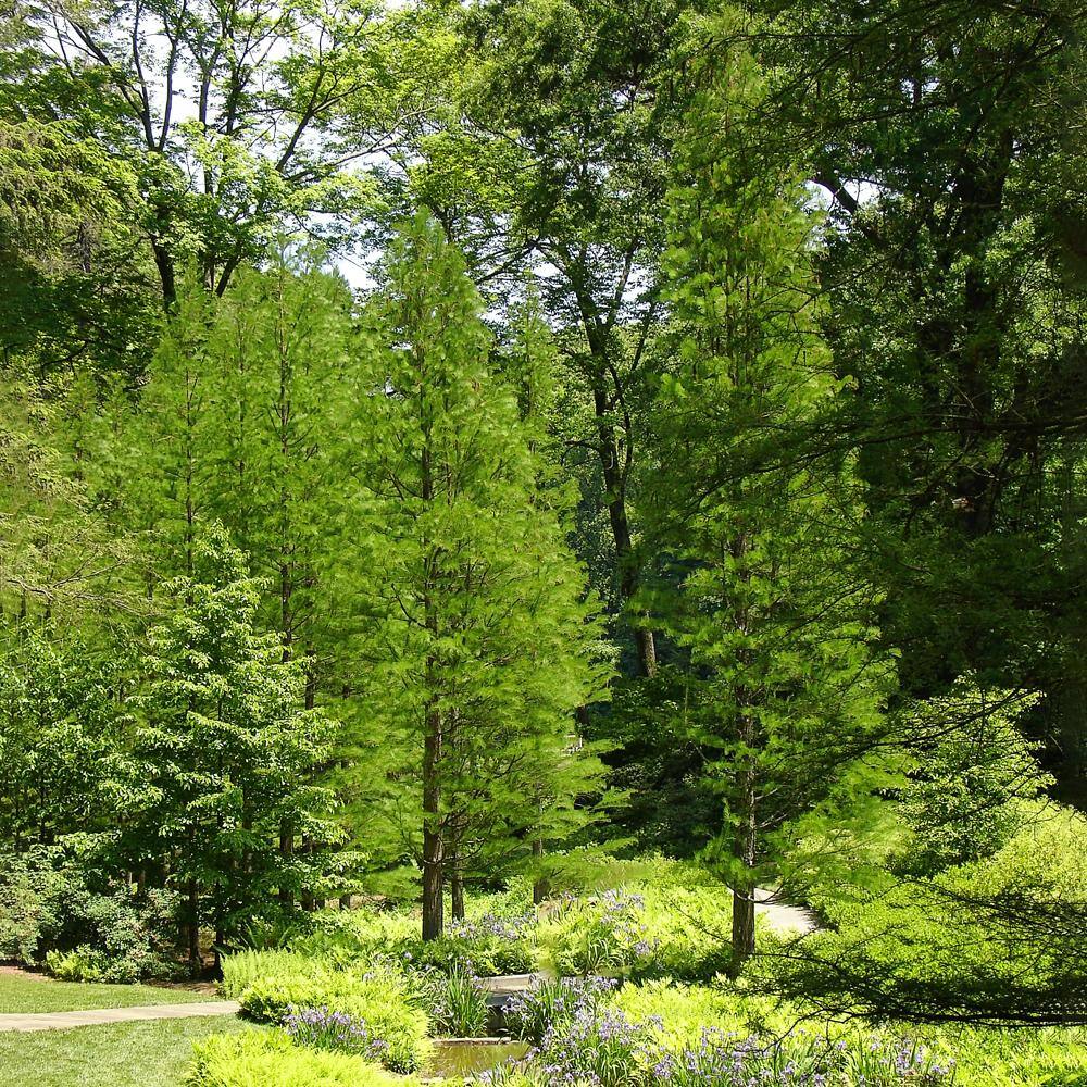American Bald Cypress Live 1-Gallon Pot Deciduous Conifer