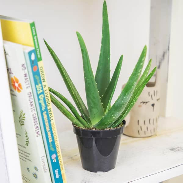 lucky bamboo leaves Dracaena braunii 4in Lucky Bamboo – Cornell Farm main image 0