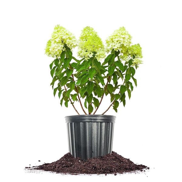 Perfect Plants Limelight Hydrangea Plant in 1 Gal. Grower's Pot