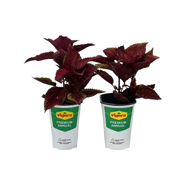 Vigoro 2.5 Qt Coleus Ruby Sparkle Lux Red in Grower's Pot (2-Packs)