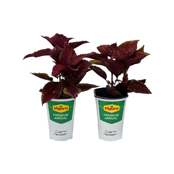 2.5 Qt Coleus Ruby Sparkle Lux Red in Grower's Pot (2-Packs)