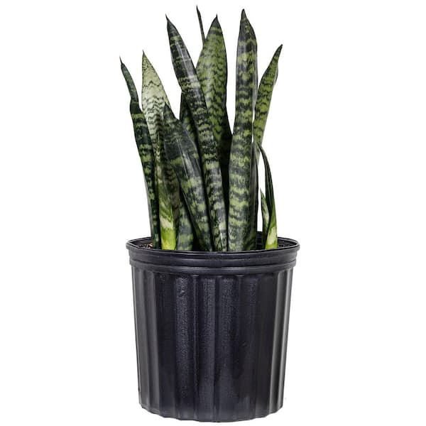 Live Snake Plant Sansievieria Zeylanica in 9.25 Grower Pot