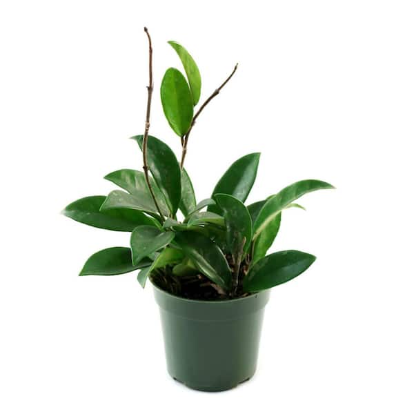 national PLANT NETWORK 4 in. Hoya Green Ghost Plant in Grower Container (3-Pack)