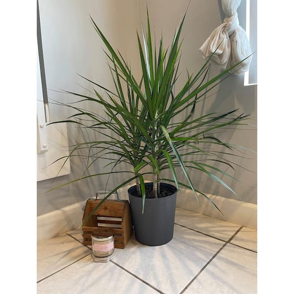 EVERBLOOM GROWERS, INC. 10 in. Dracaena Marginata Plant in Deco Pot  EBG10MARG - The Home Depot