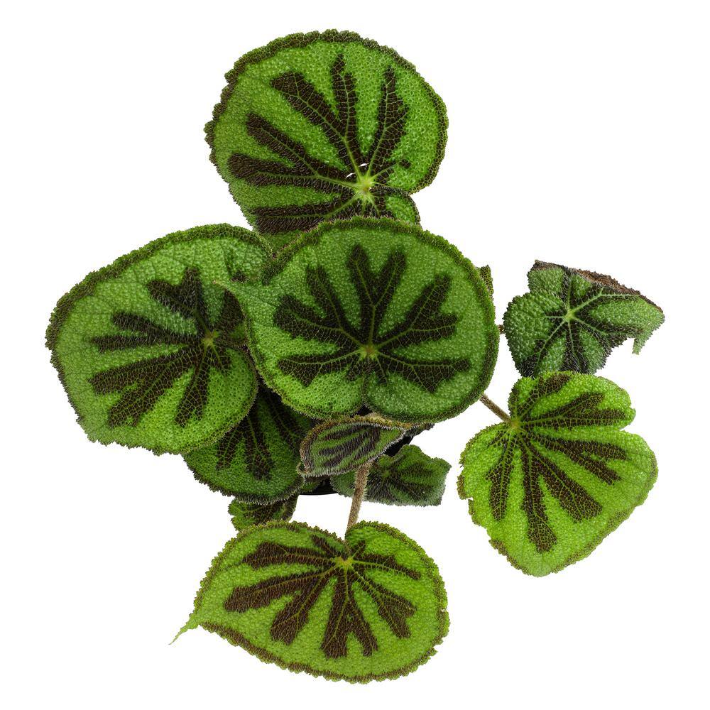Rock Begonia Iron Cross with Black Plastic Pot