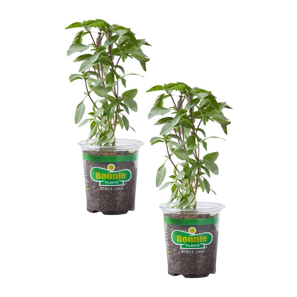 19.3 oz. Thai Basil, Live Plant (2-Pack)