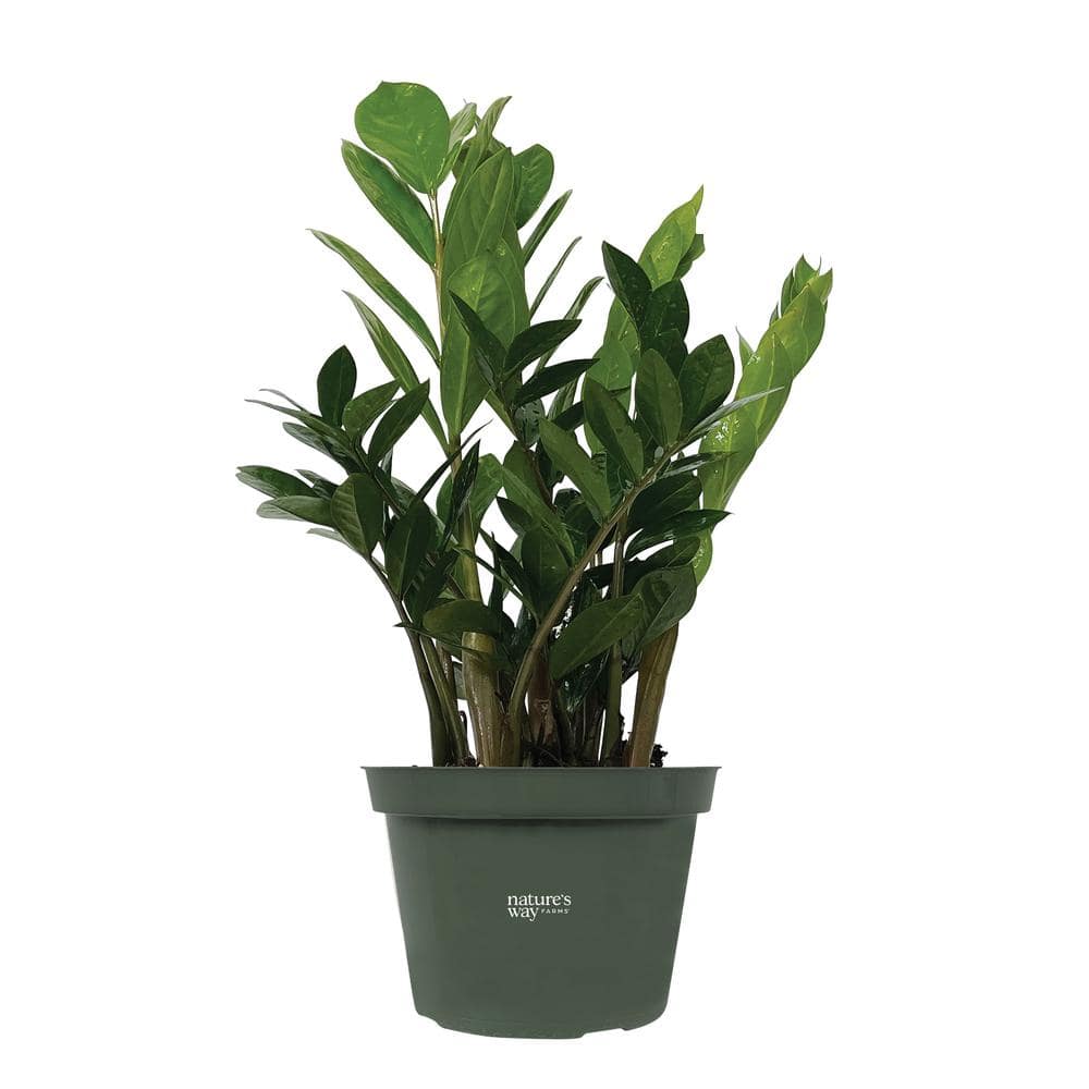 Plants Make 塊獣 蓄光　Pachygrack　一休design Nature's Way Farms ZZ Plant, Indoor/Outdoor 25-30 in. Tall