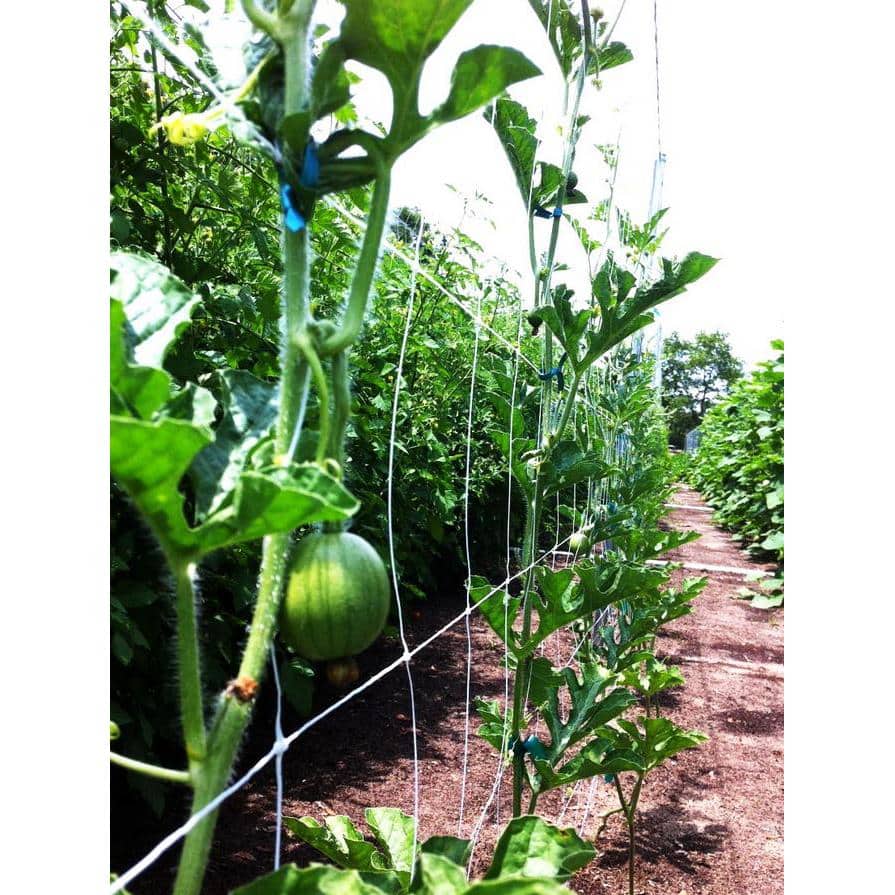 White Polypropylene Plant Trellis Net for Climbing Vegetables