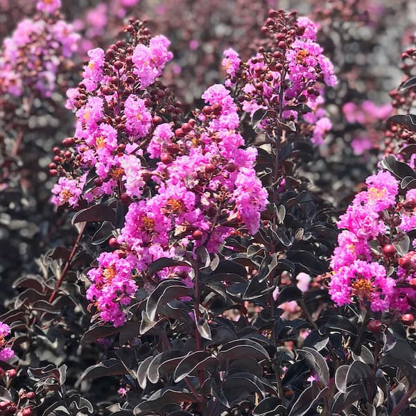 1 Gal. Purely Purple Crape Myrtle Tree
