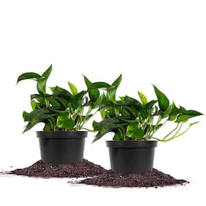 Golden Pothos Devils Ivy Plant in 6 in. Grower's Pot (2-Pack)