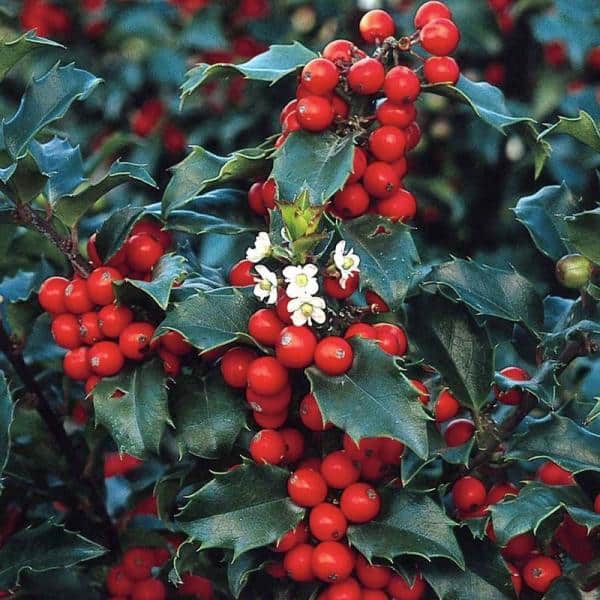 Holly Berries 2 E2E