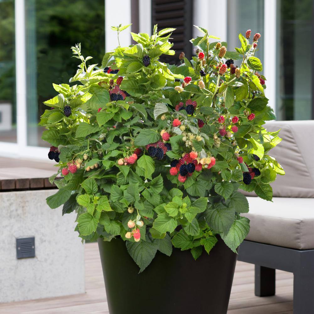 33-Inch Packaged Dwarf Thornless Blackberry Plant for Full Sun
