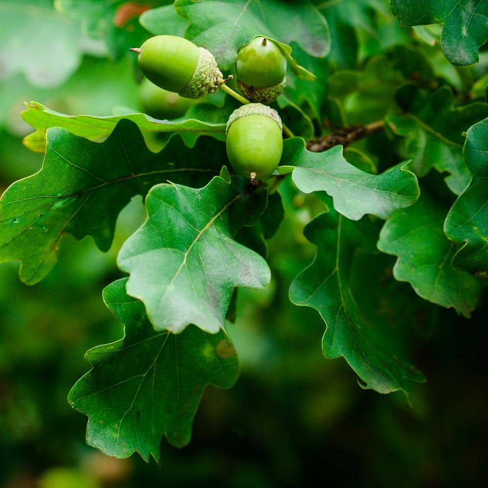 2.25 Gallon Swamp White Oak Tree with Dark Green Leaves