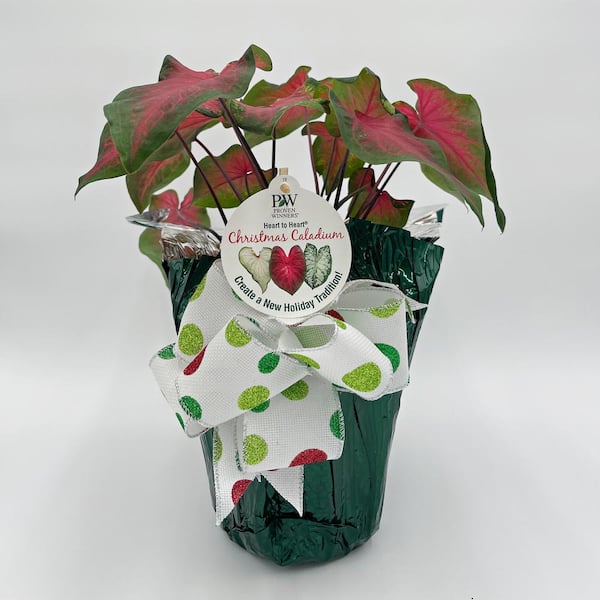 PROVEN WINNERS 6.5 in. Holiday Heart to Heart Heart's Delight Caladium