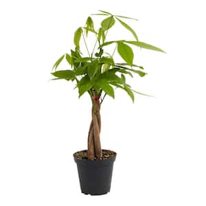 4 in. Money Tree (Pachira Aquatica) Plant in Grower Pot