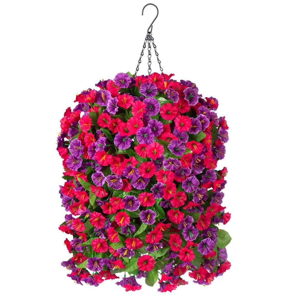 Amazon.com : Tall Morning Glory Seed Mix (Ipomoea purpurea