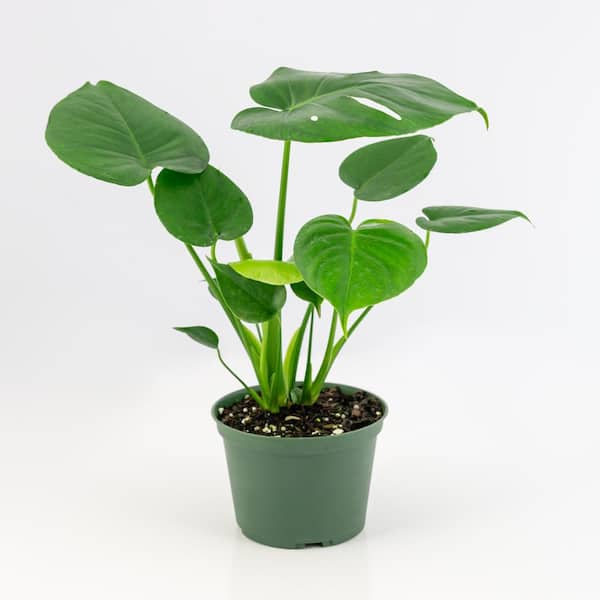 36 in. Artificial Swiss Cheese Philodendron Monstera Leaf Vine Hanging  Plant Greenery Foliage Bush 84056-GR - The Home Depot