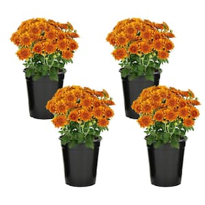 1 qt. Bronze Mum Chrysanthemum (4-Pack)