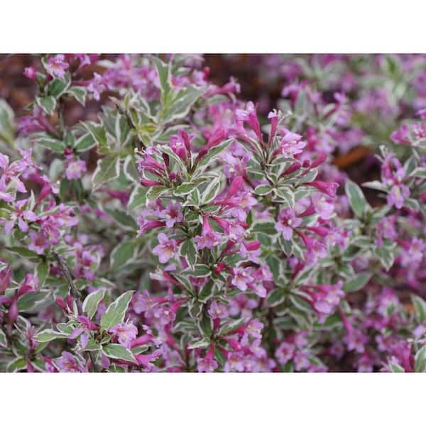 PROVEN WINNERS 1 Gal. My Monet Purple Effect Weigela Live Plant, Purple Flowers