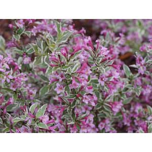 Weigela - Bushes - Outdoor Plants - The Home Depot