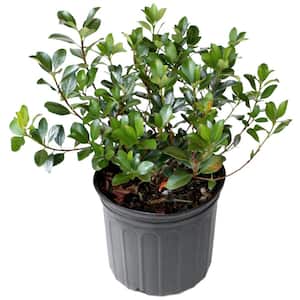 2.25 gal. Rhaphiolepis Oriental Pearl Shrub with White Flowers
