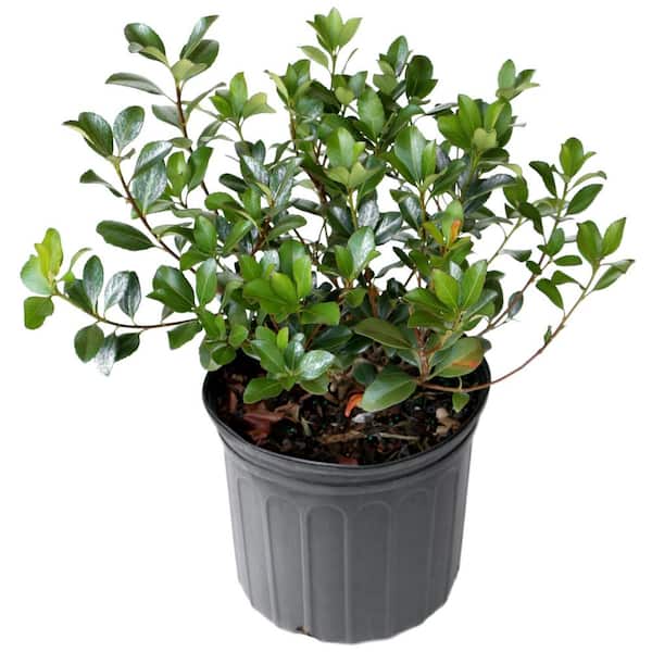 national PLANT NETWORK 2.25 gal. Rhaphiolepis Oriental Pearl Shrub with White Flowers