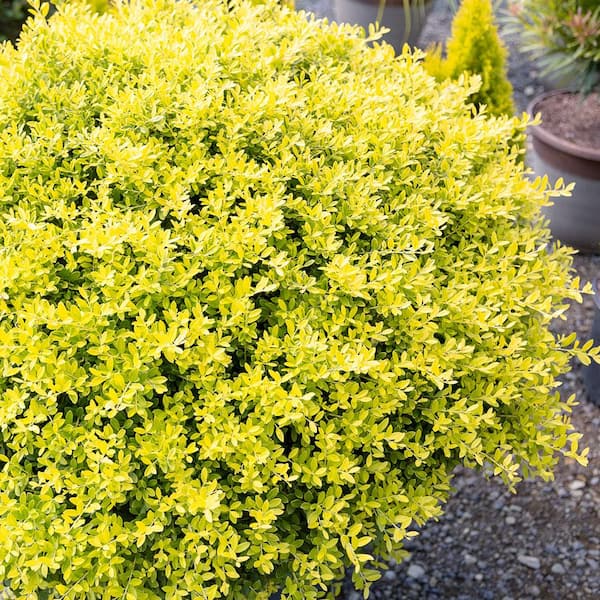 21+ Gold Color Evergreen Shrubs